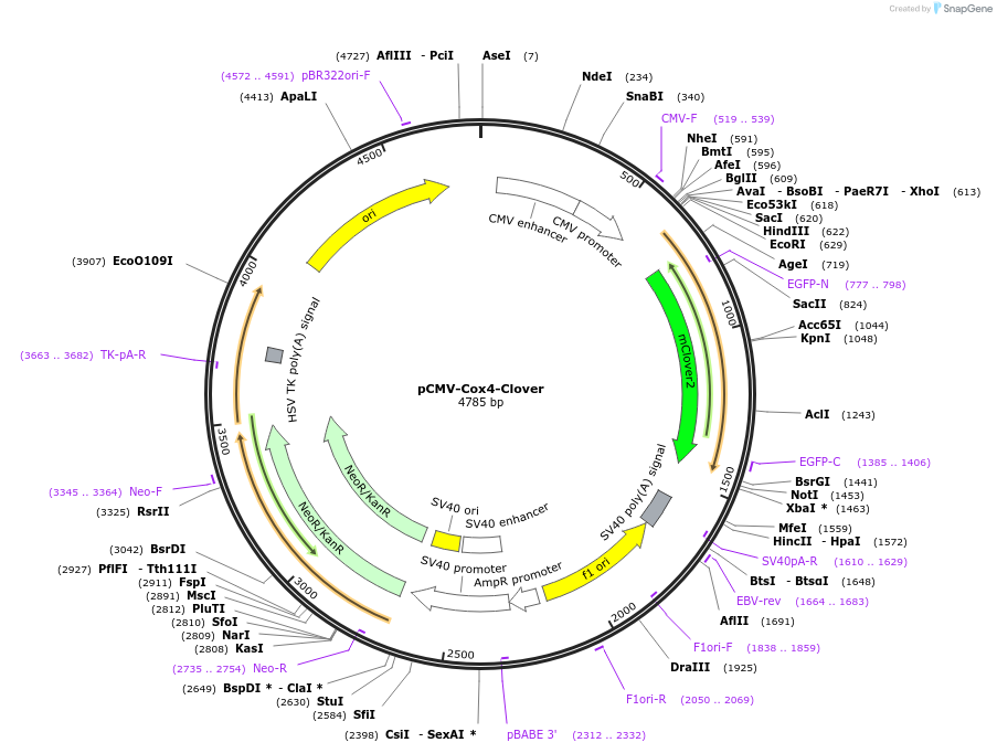 209721-plasmid-map-sequence-id-413189