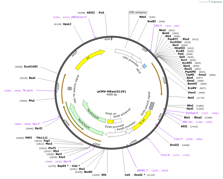 209705-plasmid-map-sequence-id-413191