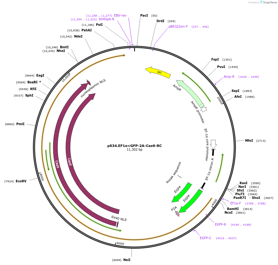 207404-plasmid-map-sequence-id-413204