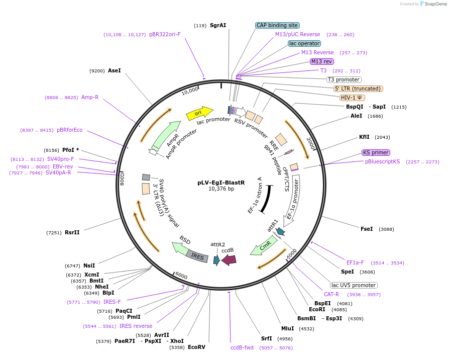 207176-plasmid-map-sequence-id-413214