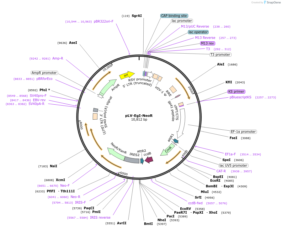 207175-plasmid-map-sequence-id-413216