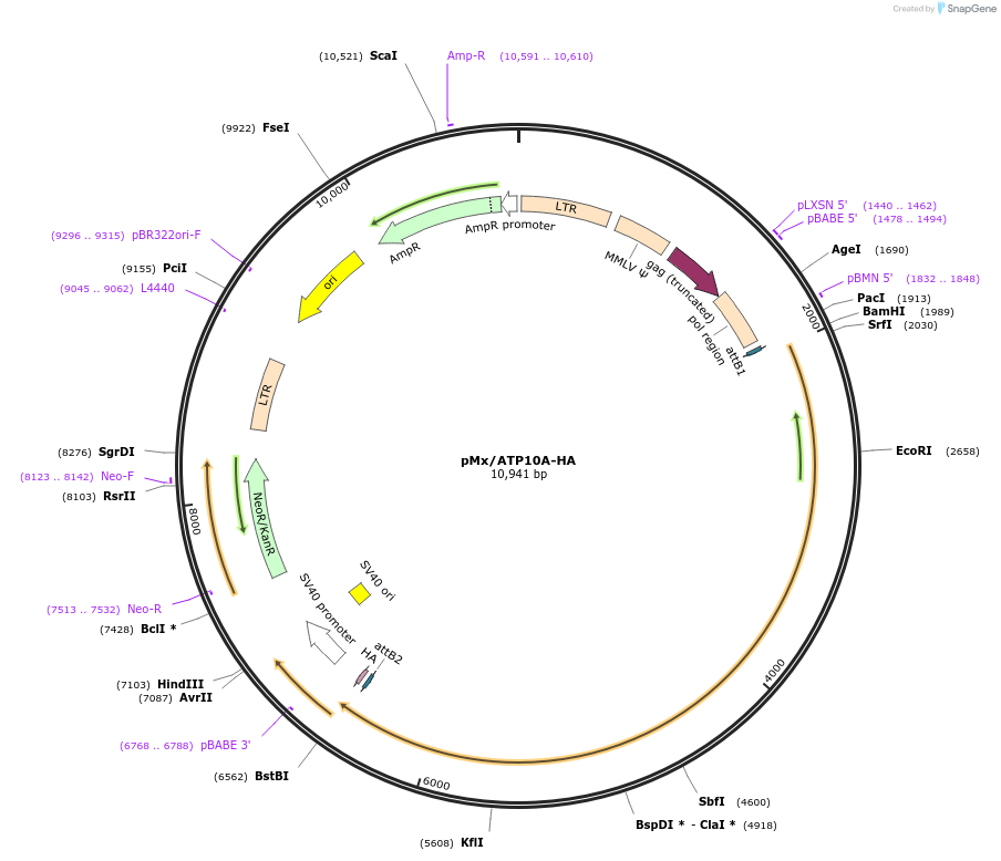 209232-plasmid-map-sequence-id-413225