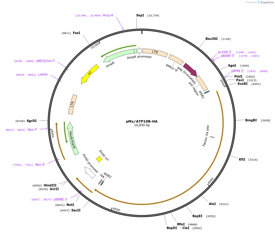 209233-plasmid-map-sequence-id-413230