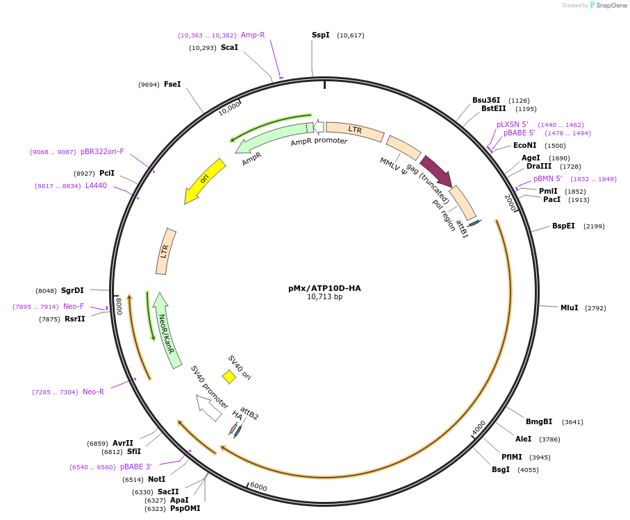 209234-plasmid-map-sequence-id-413240