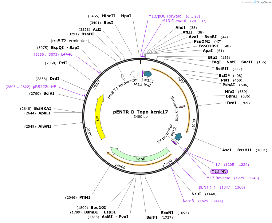 208999-plasmid-map-sequence-id-413242