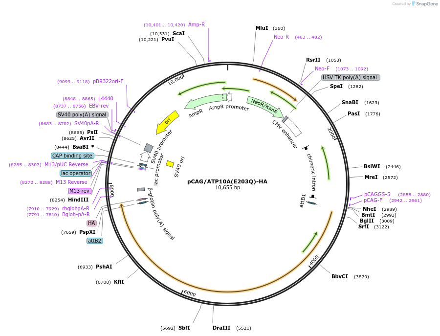 209246-plasmid-map-sequence-id-413247