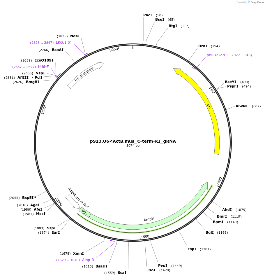 207408-plasmid-map-sequence-id-413251