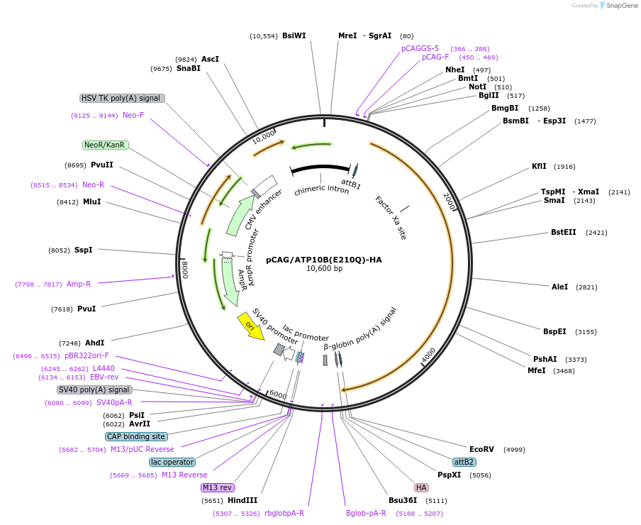 209247-plasmid-map-sequence-id-413252