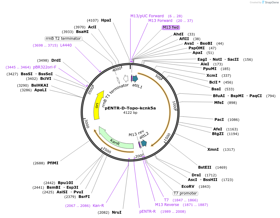 208988-plasmid-map-sequence-id-413258
