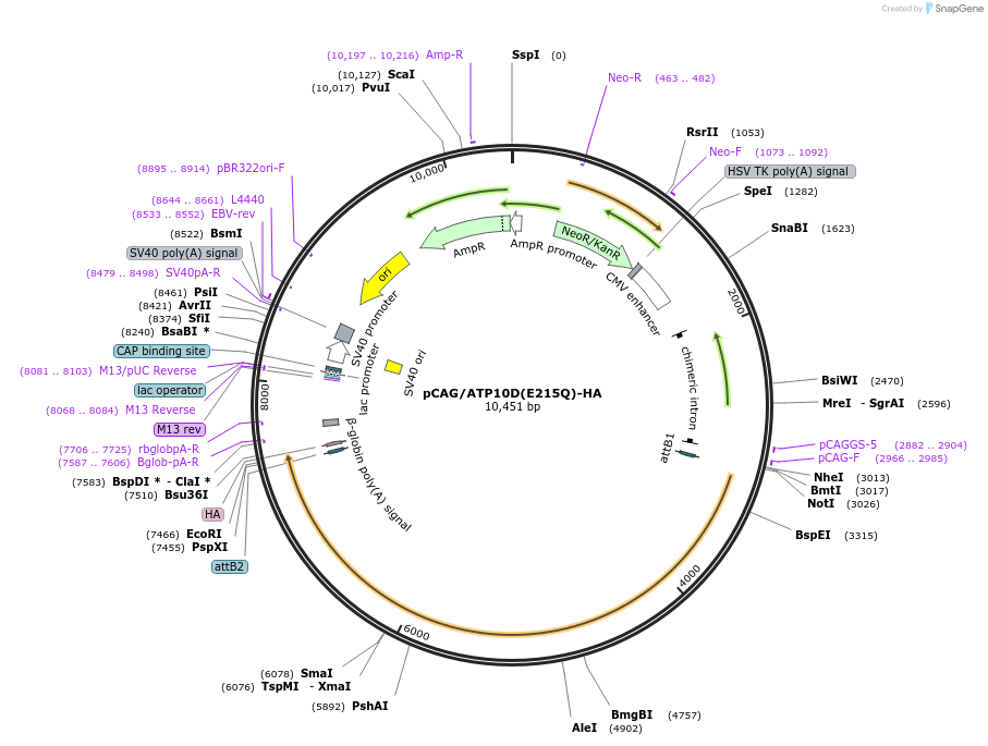 209248-plasmid-map-sequence-id-413274
