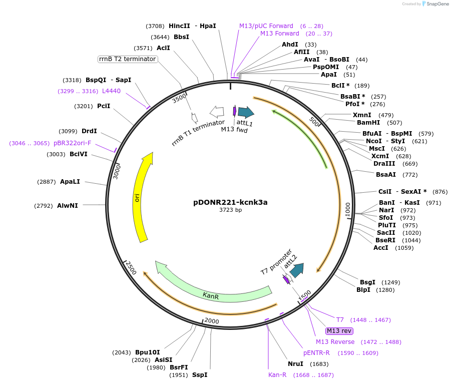 208985-plasmid-map-sequence-id-413284