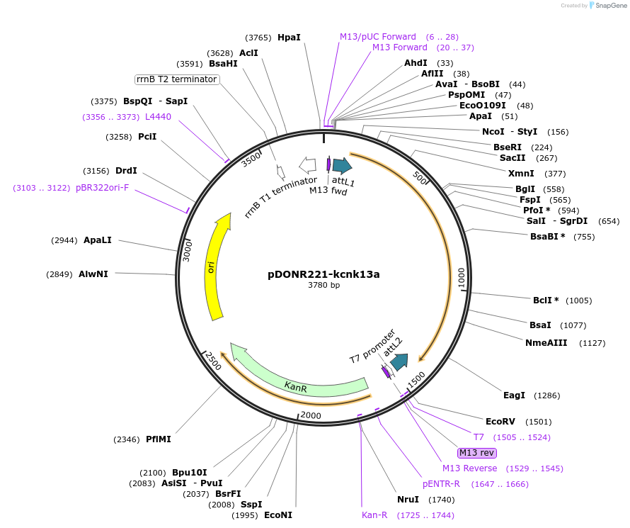 208996-plasmid-map-sequence-id-413285