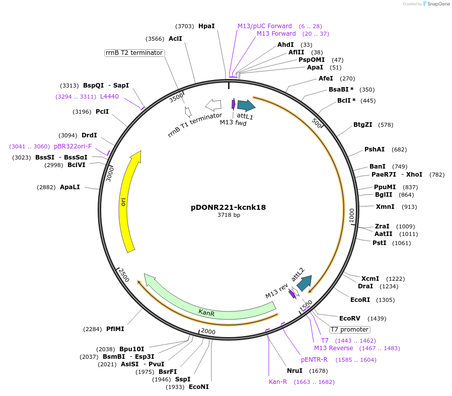 209000-plasmid-map-sequence-id-413286