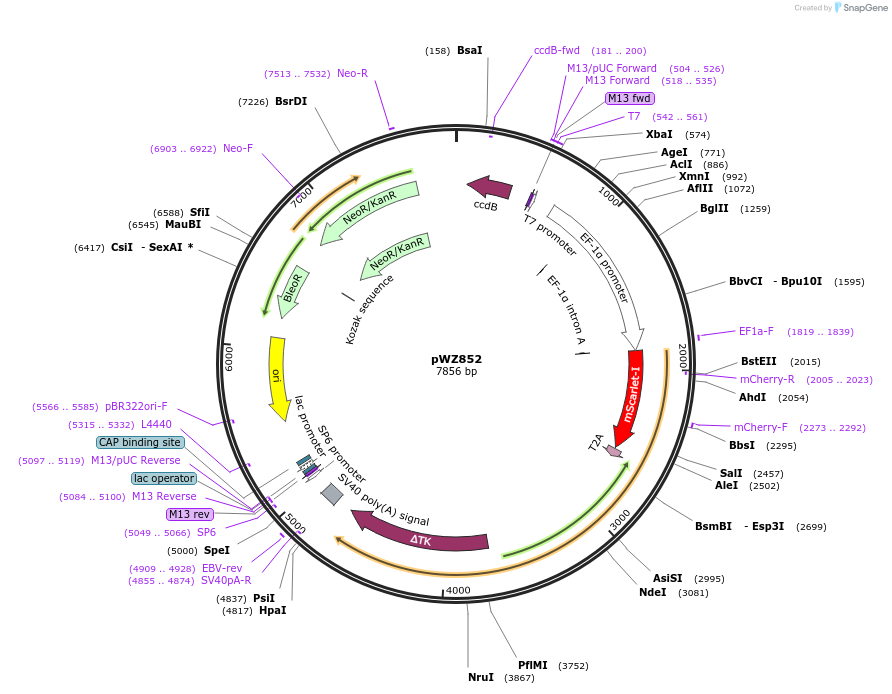 208114-plasmid-map-sequence-id-413317