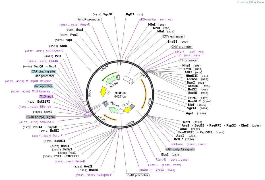 209767-plasmid-map-sequence-id-413323