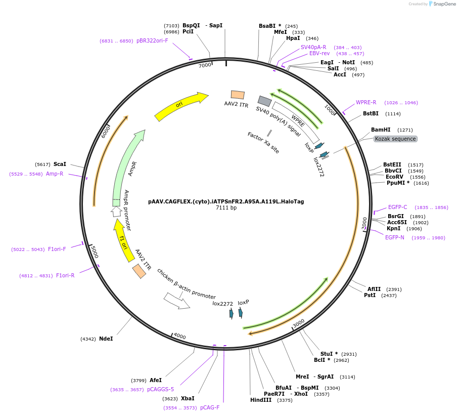 209657-plasmid-map-sequence-id-413331