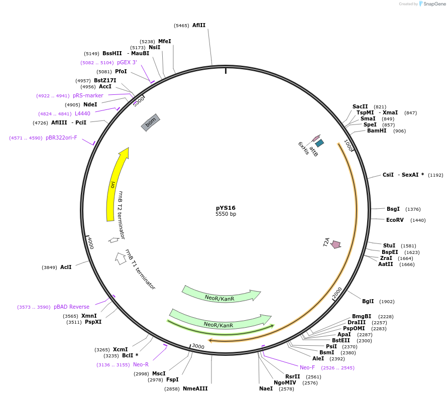 202082-plasmid-map-sequence-id-413352