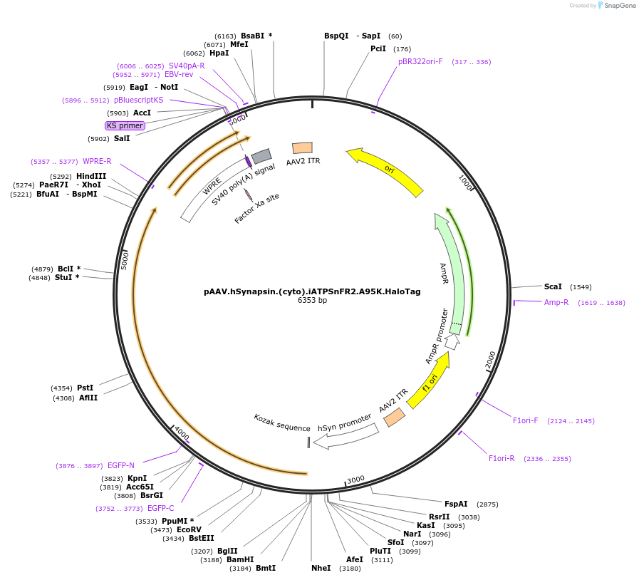 209664-plasmid-map-sequence-id-413354
