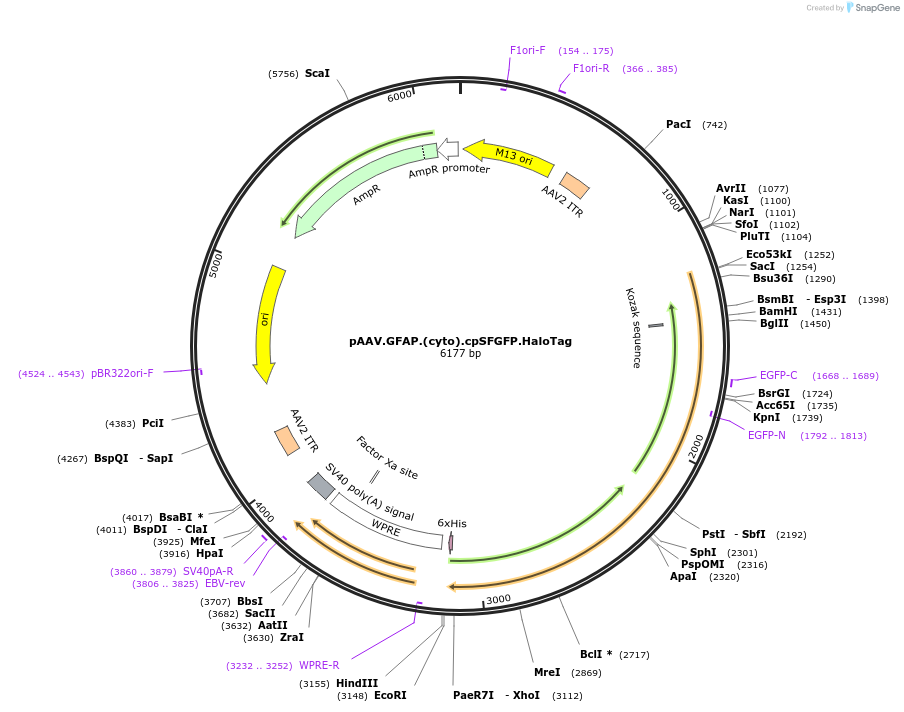 209662-plasmid-map-sequence-id-413355