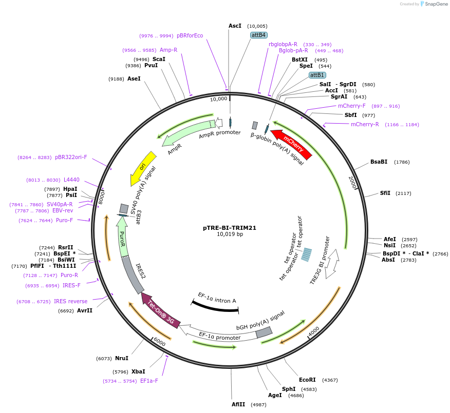 207838-plasmid-map-sequence-id-413369