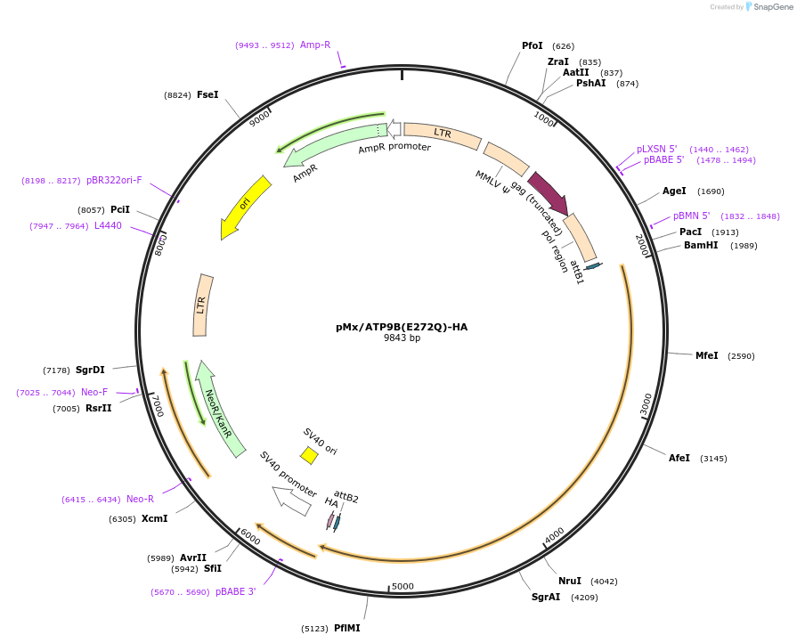 209257-plasmid-map-sequence-id-413381