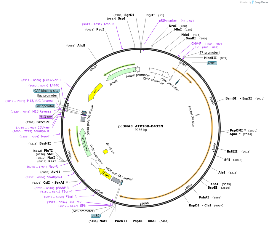 203696-plasmid-map-sequence-id-413383
