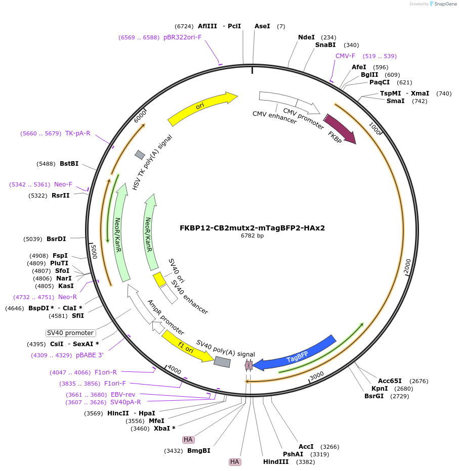 207147-plasmid-map-sequence-id-413387