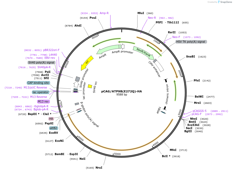 209245-plasmid-map-sequence-id-413388
