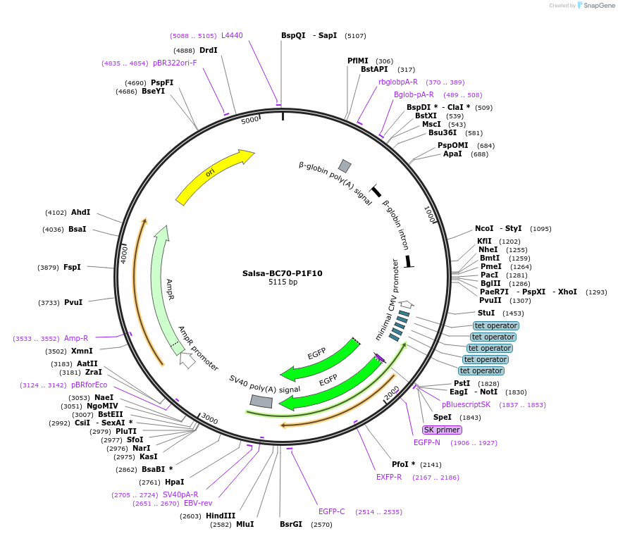 202911-plasmid-map-sequence-id-413453