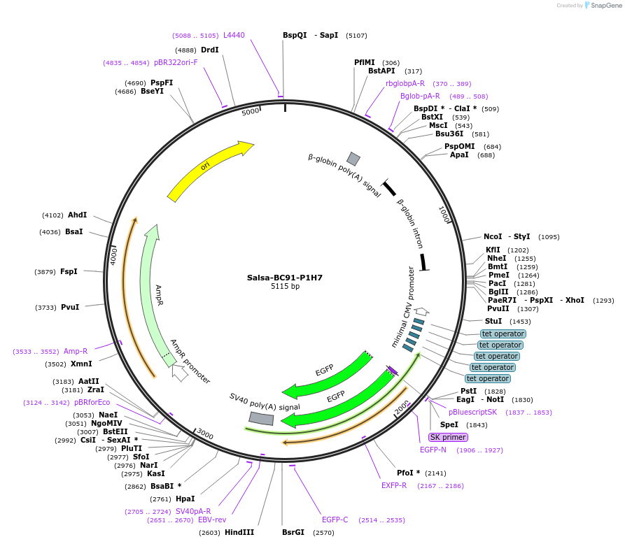 202932-plasmid-map-sequence-id-413474