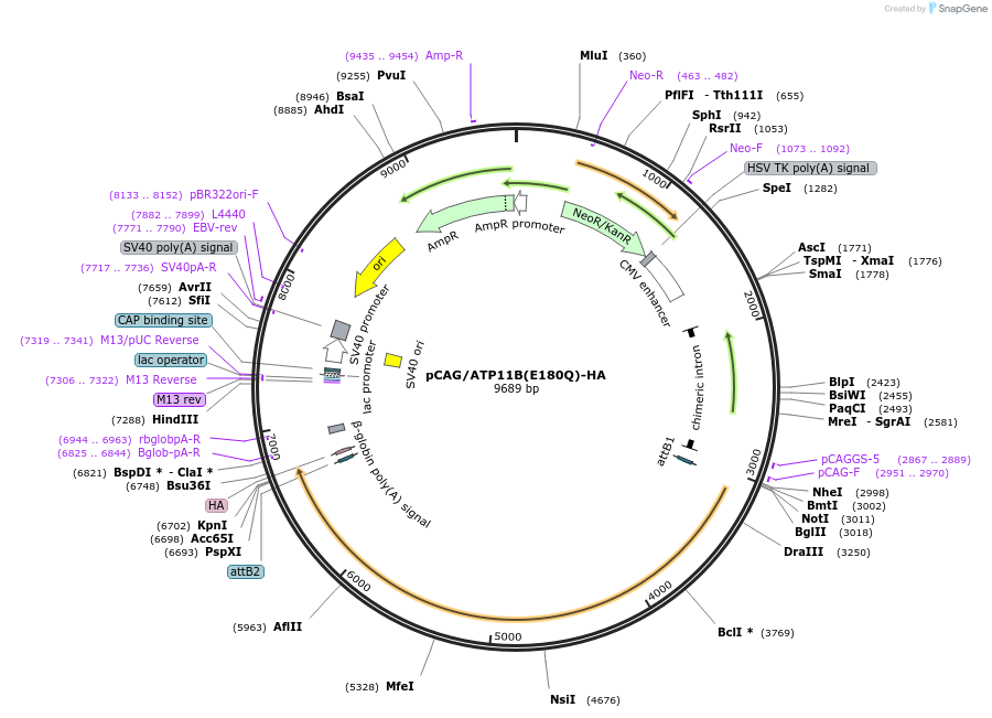 209250-plasmid-map-sequence-id-413479