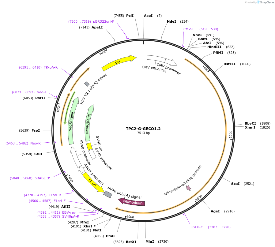 207141-plasmid-map-sequence-id-413483