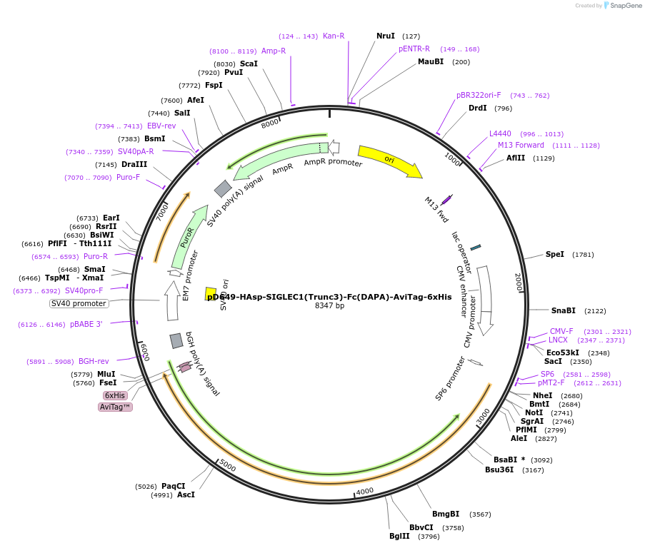 156968-plasmid-map-sequence-id-413511