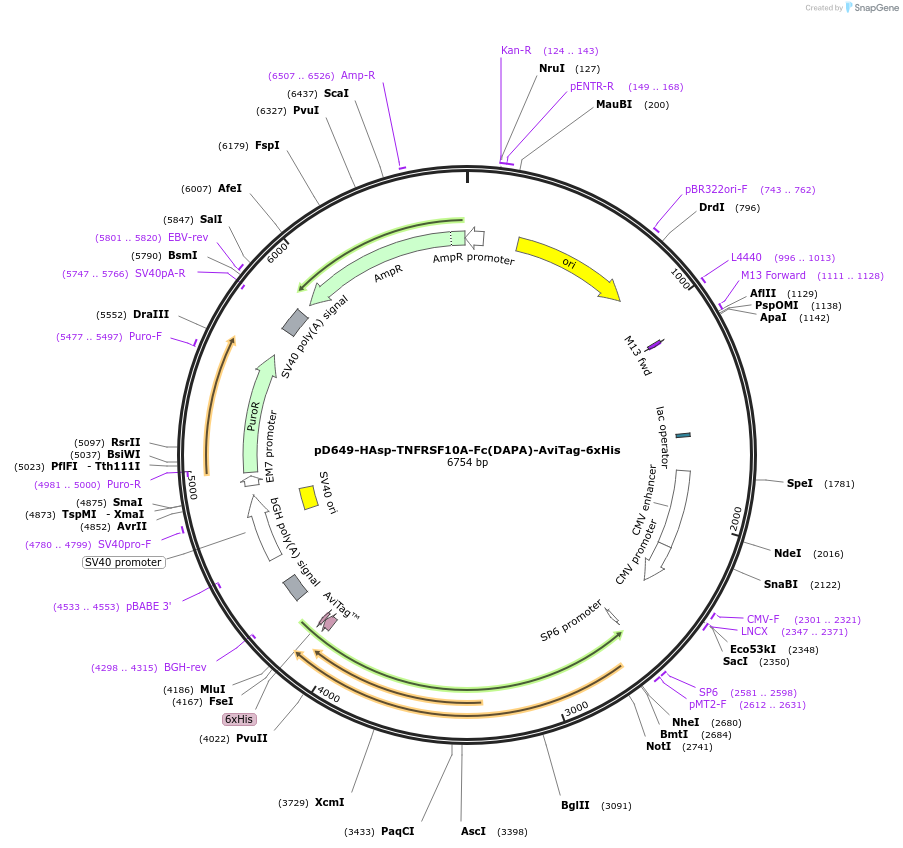 156638-plasmid-map-sequence-id-413512