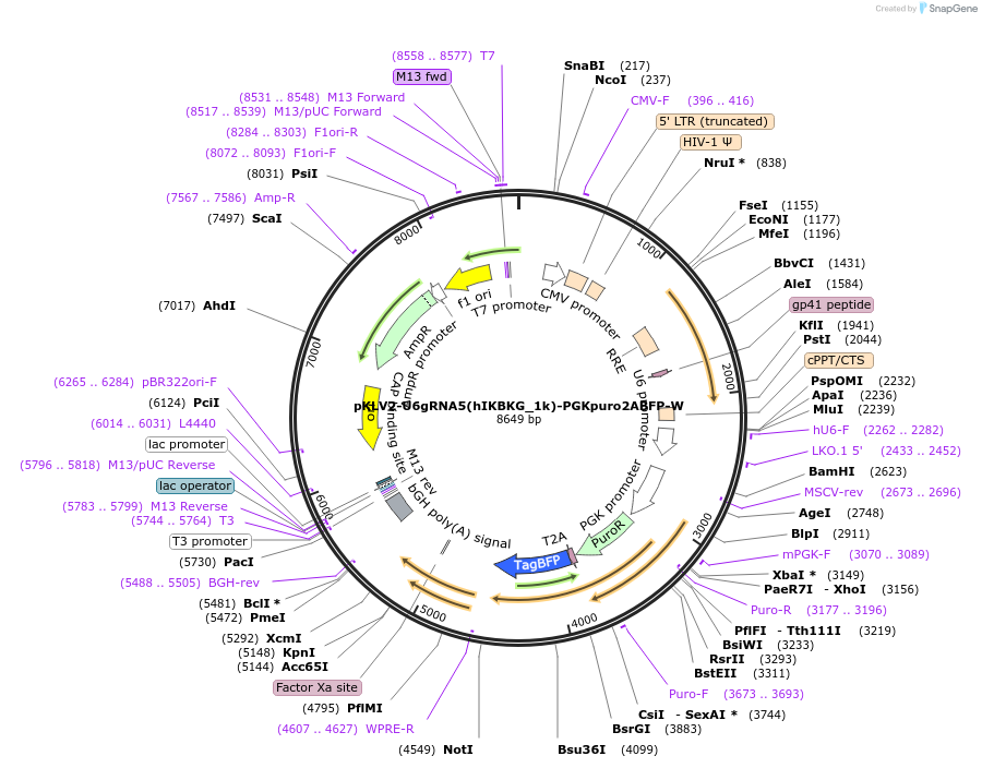 208410-plasmid-map-sequence-id-413514