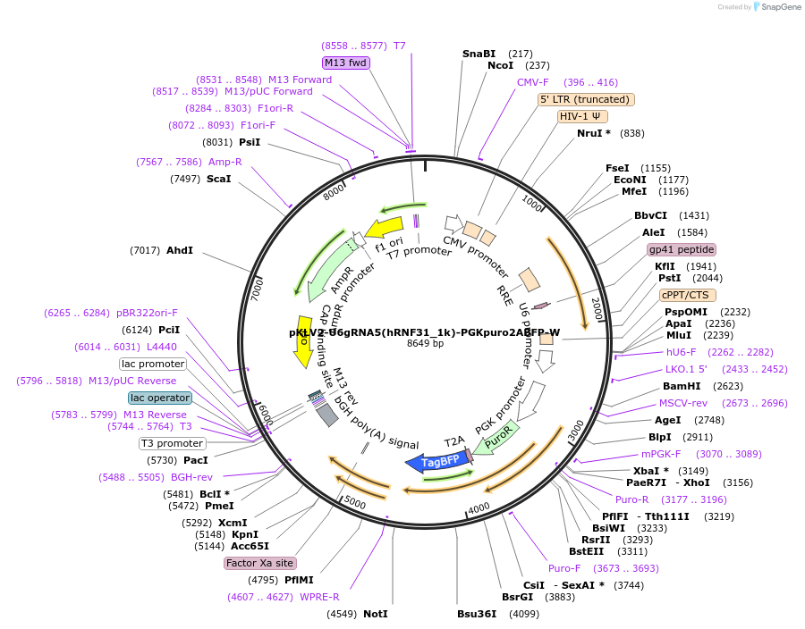 208414-plasmid-map-sequence-id-413519