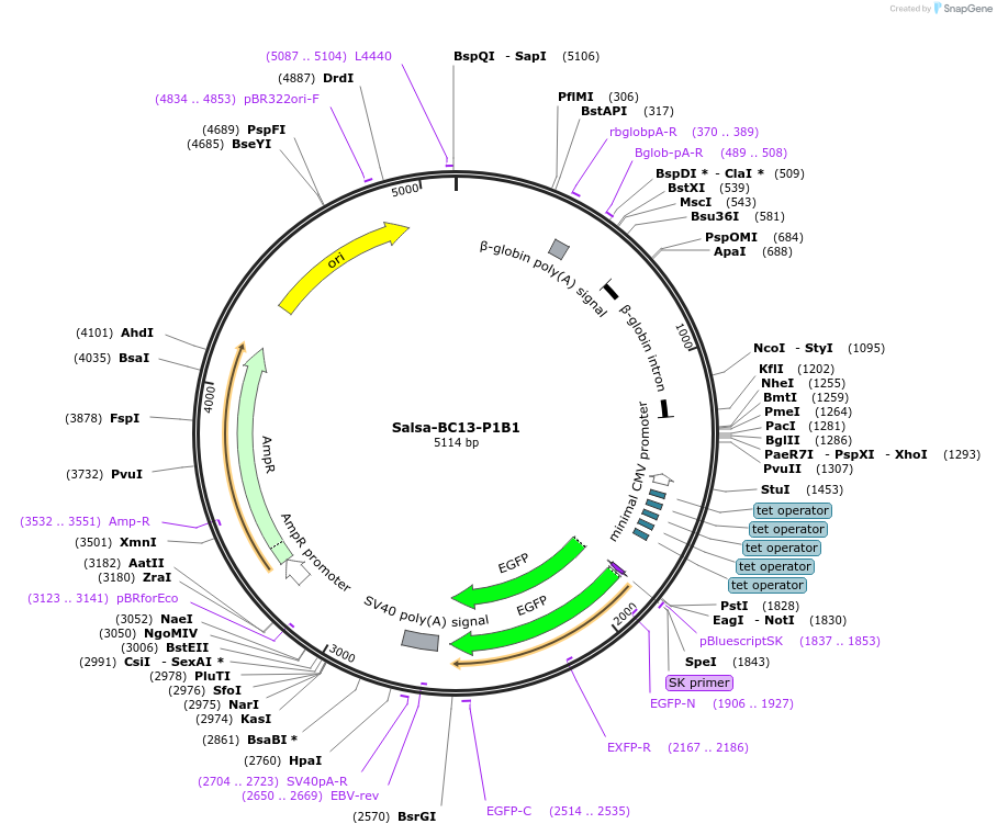 202854-plasmid-map-sequence-id-413536