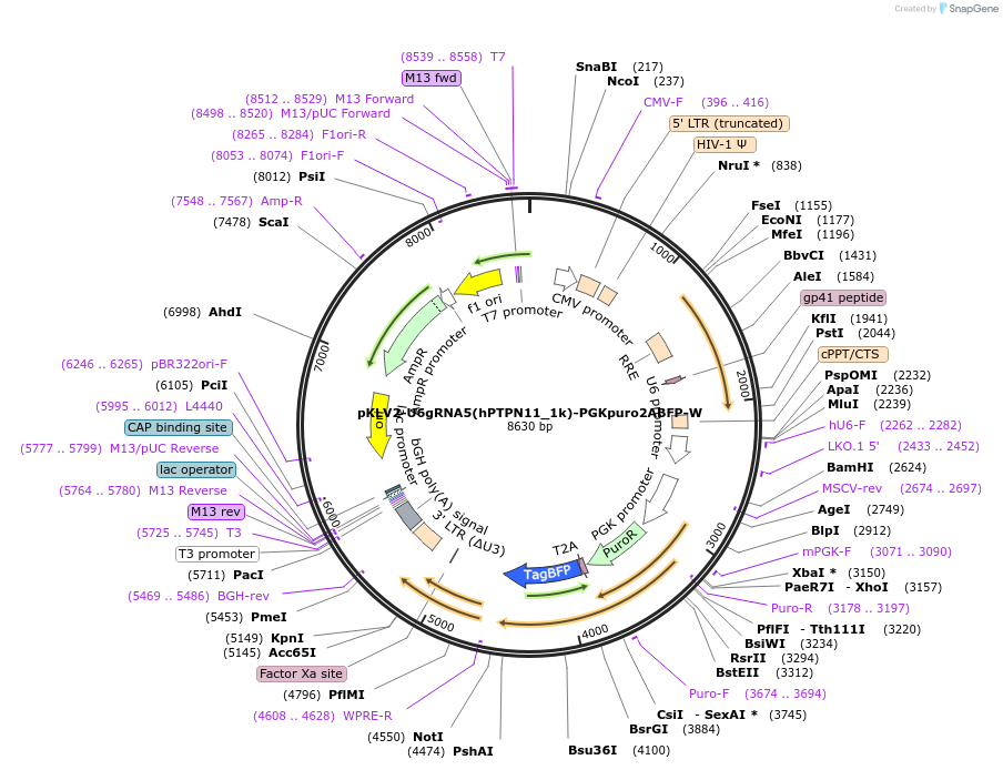 208427-plasmid-map-sequence-id-413539
