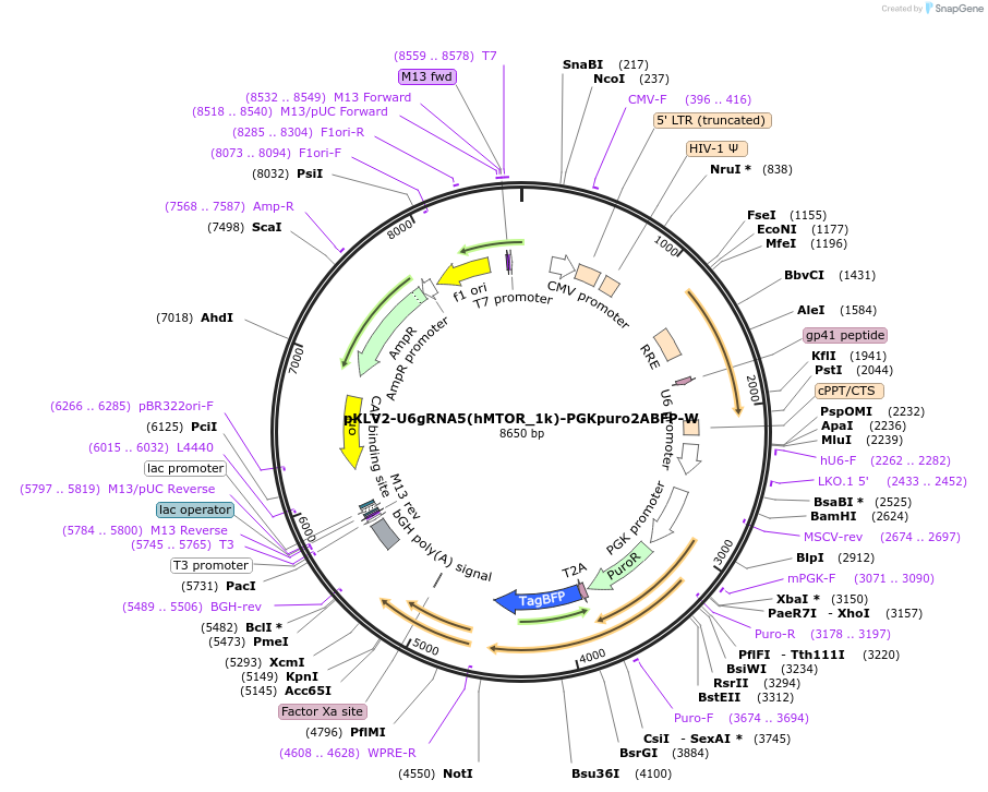 208429-plasmid-map-sequence-id-413546