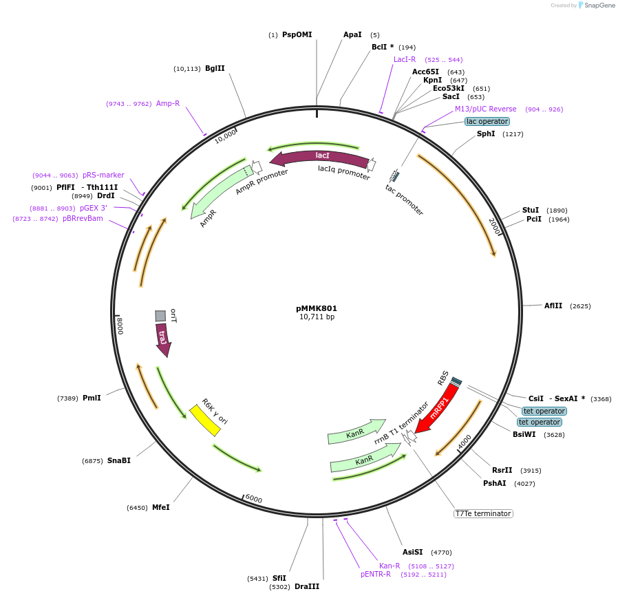 207140-plasmid-map-sequence-id-413556