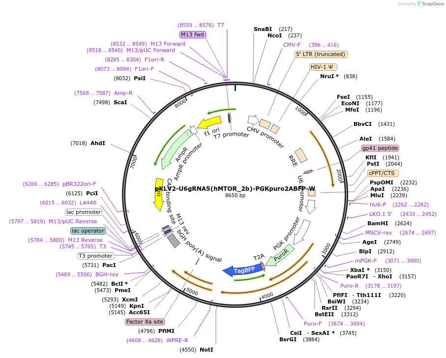 208430-plasmid-map-sequence-id-413560