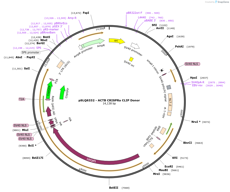 210015-plasmid-map-sequence-id-413561