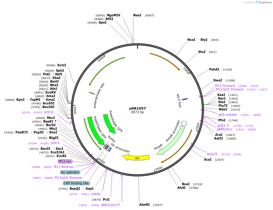 208742-plasmid-map-sequence-id-413563
