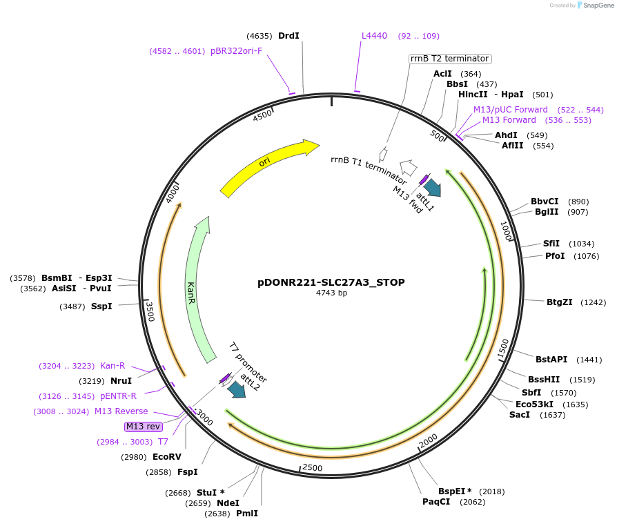 161282-plasmid-map-sequence-id-413565