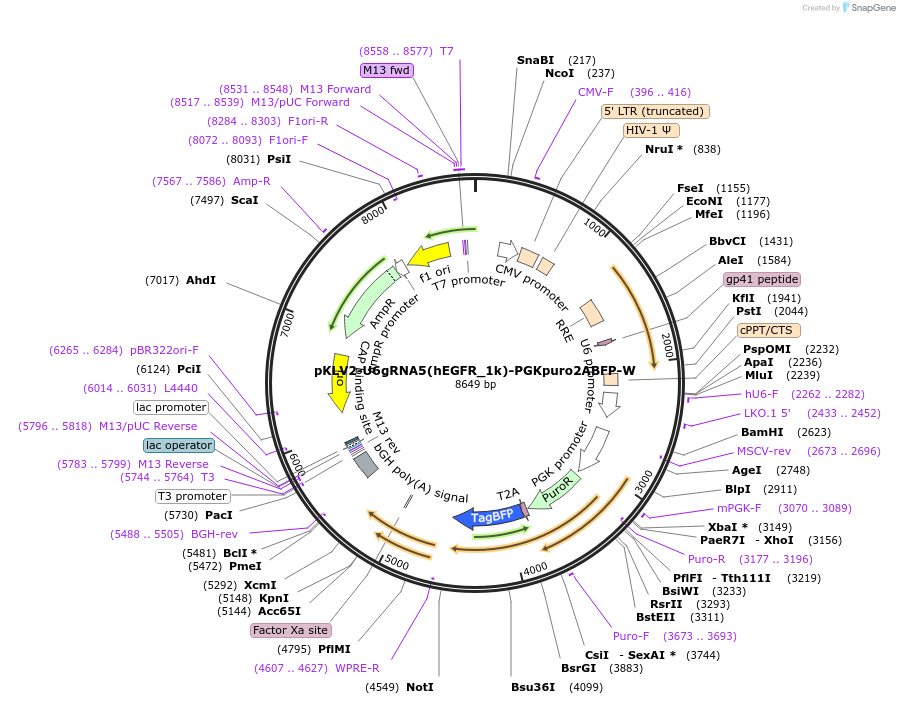 208431-plasmid-map-sequence-id-413566