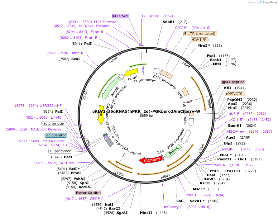 208435-plasmid-map-sequence-id-413568