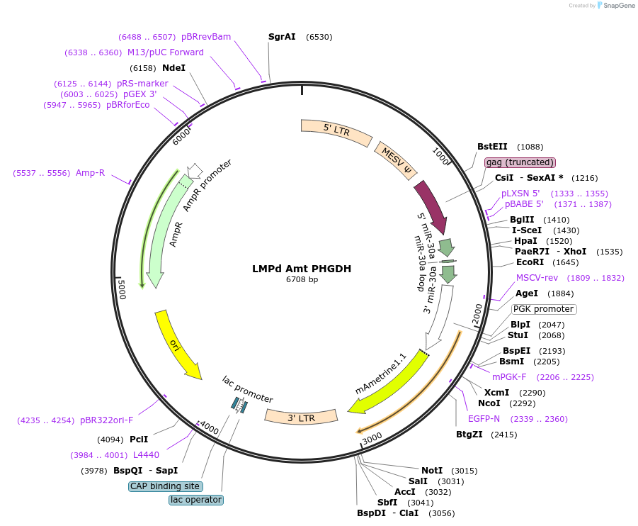 209409-plasmid-map-sequence-id-413569