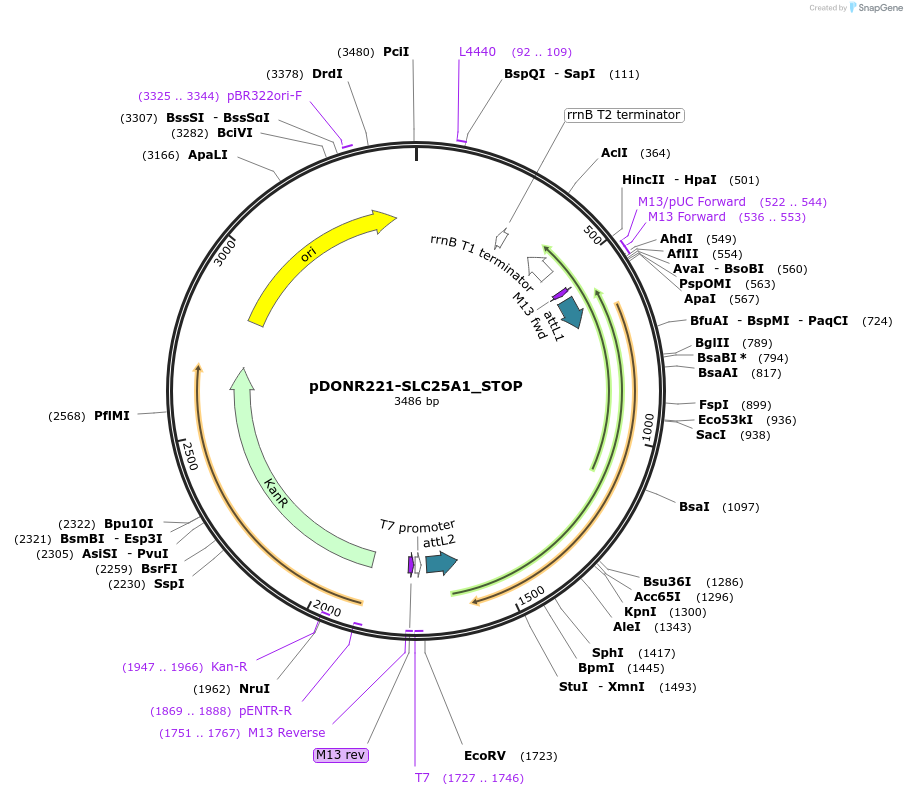 161465-plasmid-map-sequence-id-413583