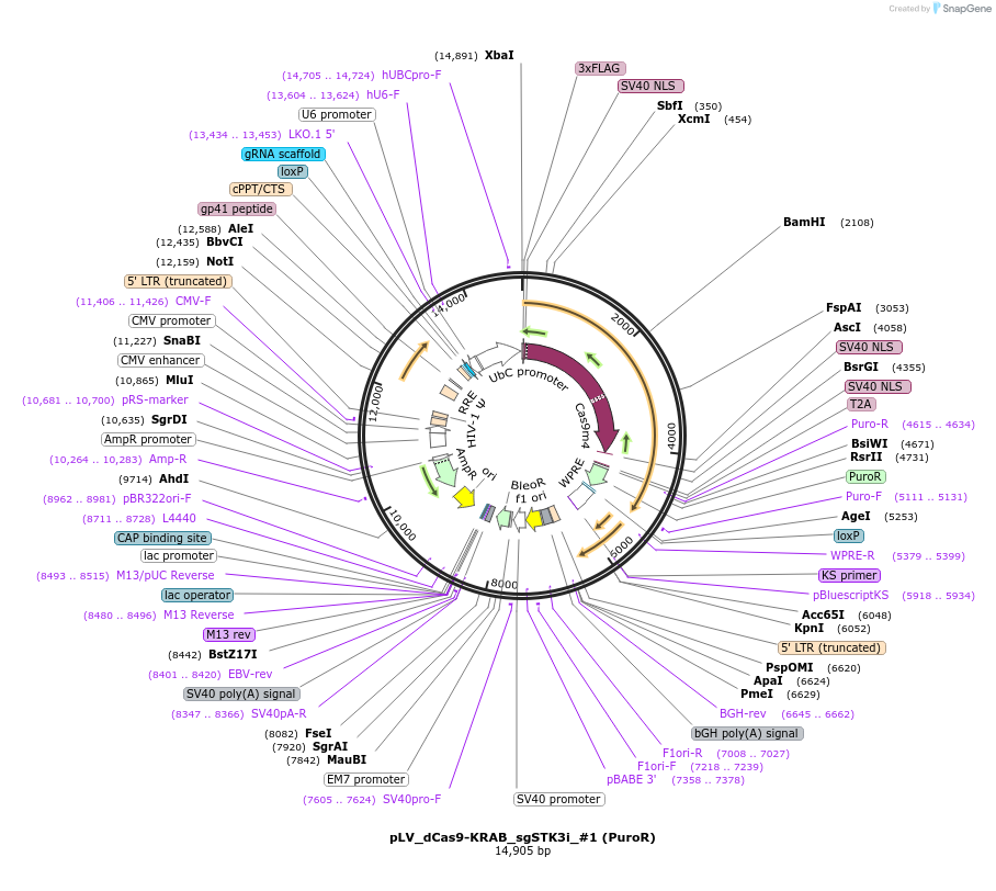 209771-plasmid-map-sequence-id-413591