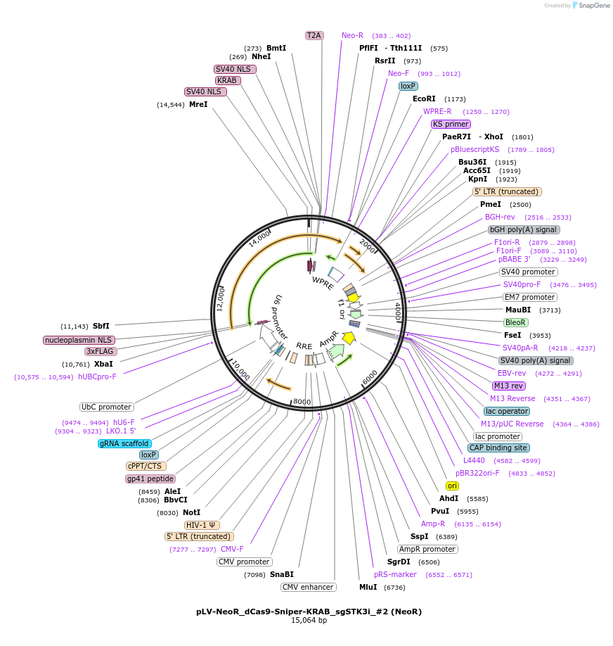 209775-plasmid-map-sequence-id-413610